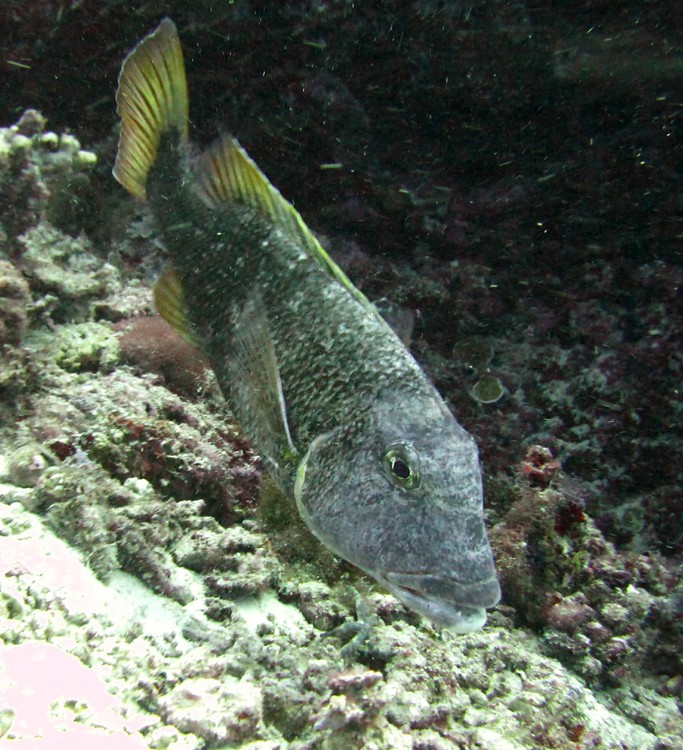 I'm pretty sure this is an Orangefin emperor (Lethrinus erythracanthus) at Ali Thila.