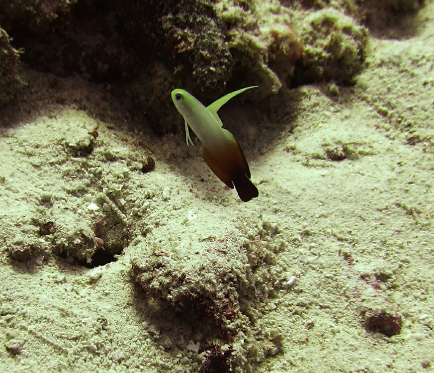 Fire goby or Fire dartfish (Nemateleotris magnifica) guards his home (the small hole at the left) at Ali Thila.