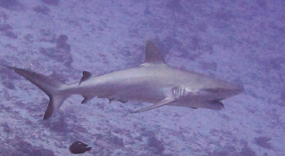 At Ali Thila a Grey reef shark (Carcharhinos amblyrhynchos) tilts its body up at 45° and opens its mouth. This is a request to have its teeth 
					cleaned. Here you can see a little Cleaner wrasse, much braver than I am, swim into the shark's mouth to pick its teeth clean.