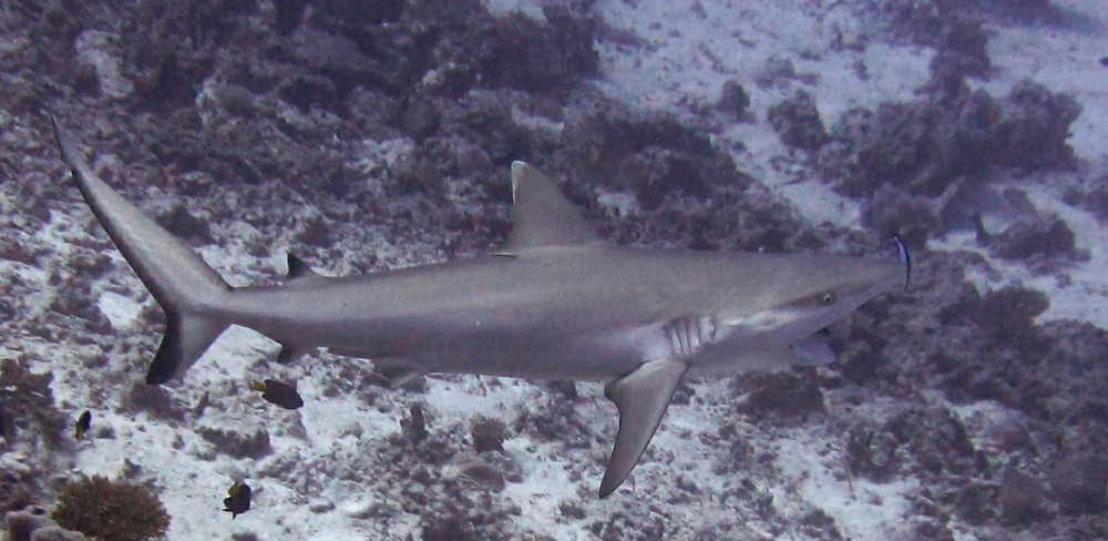 A few seconds later, a second Cleaner wrasse <em>(Labroides dimidiatus)</em> swims over to help out.