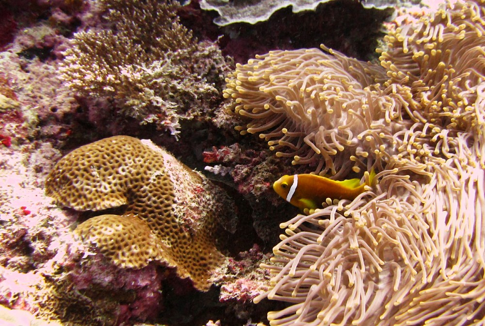 A Maldives anemonefish (Amphiprion nigripes) hides in his protecting Magnificent sea anemone (Heteractis magnifica) at Ali 
					Thila.