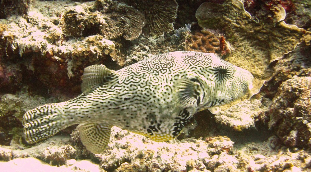 A Map puffer (Arothron mappa) with its characteristic distended yellow belly.