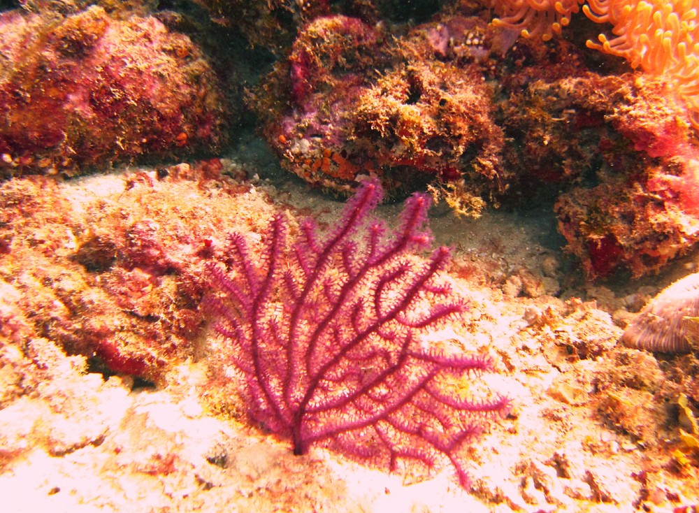 A lovely bit of bright purple coral, presumably a Gorgonian of some sort, filters food out of the gentle current at Ali Thila.