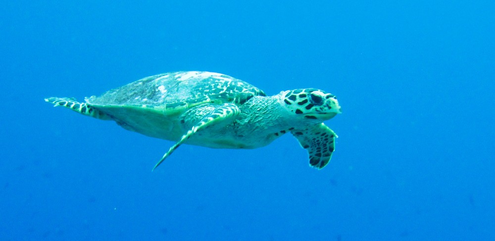 A Hawksbill turtle (Eretmochelys imbricata) swims past in the blue at Panettone Manta Point