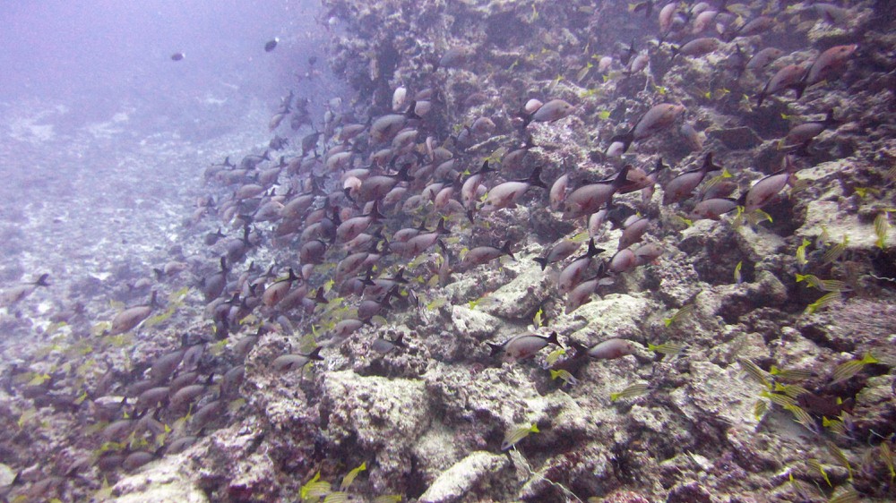 ...and lots of Humpback or Paddletail snappers (Lutjanus gibbus) are sheltering on the reef a few meters further on.