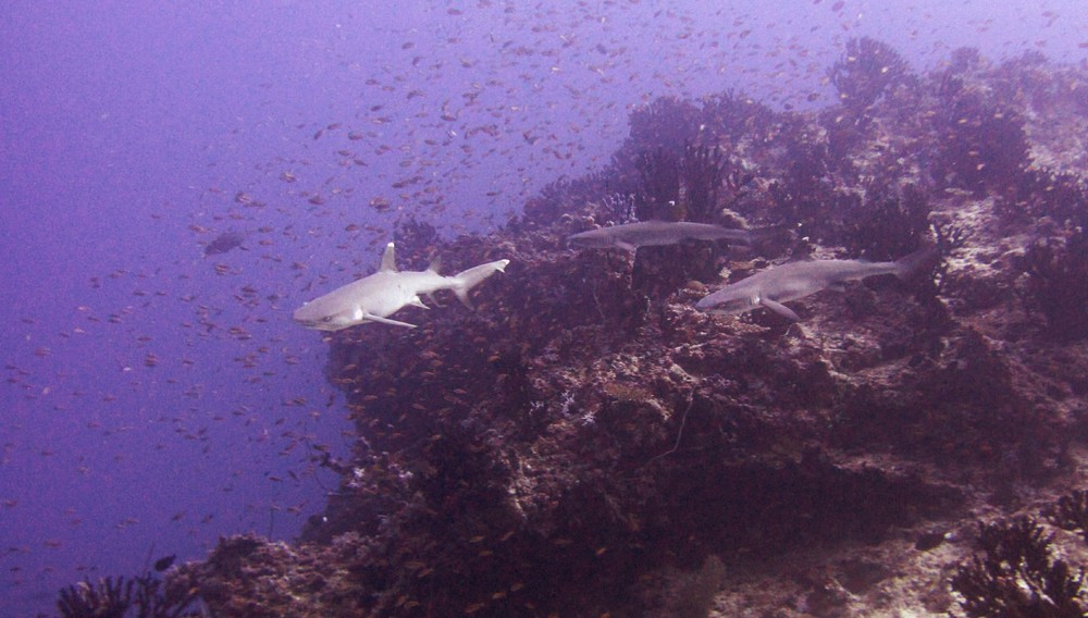 Several Whitetips circle around a coral block at Pannetone Manta Point.