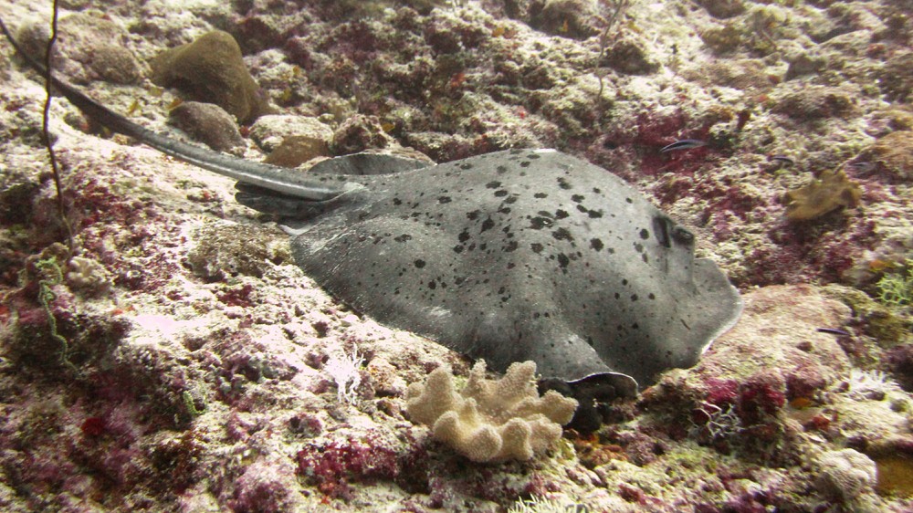 While another snoozes gently at Thudufushi Thila.