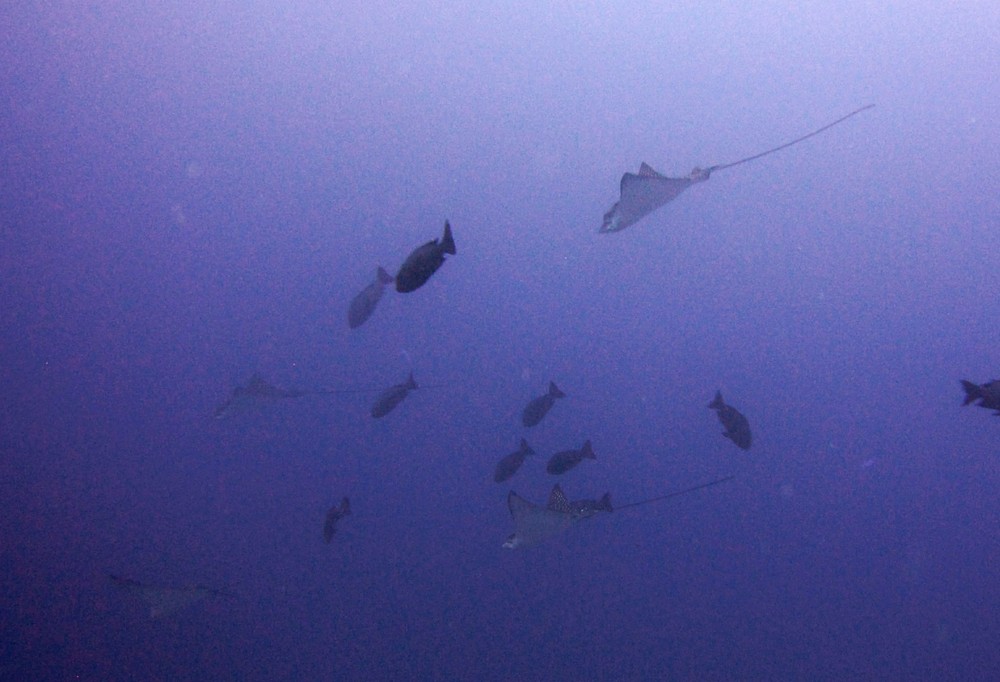 Whereas this bunch of four in the distance at Thudufushi Thila have looked after theirs better.