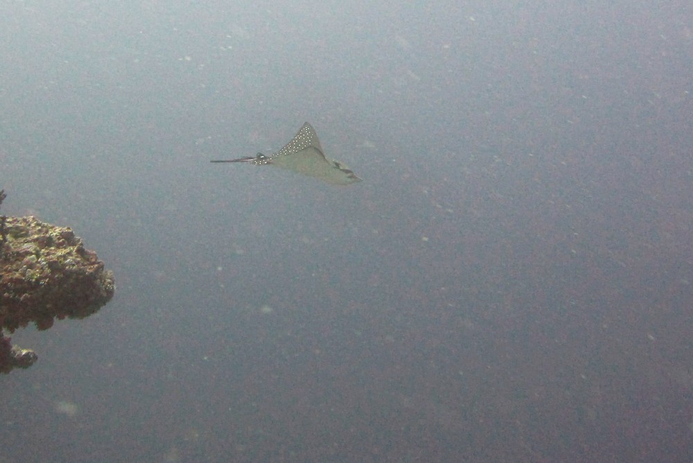 This Spotted eagle ray (Aetobatus narinari) at Himandoo Thila has lost most of its long tail, probably to a shark attack.