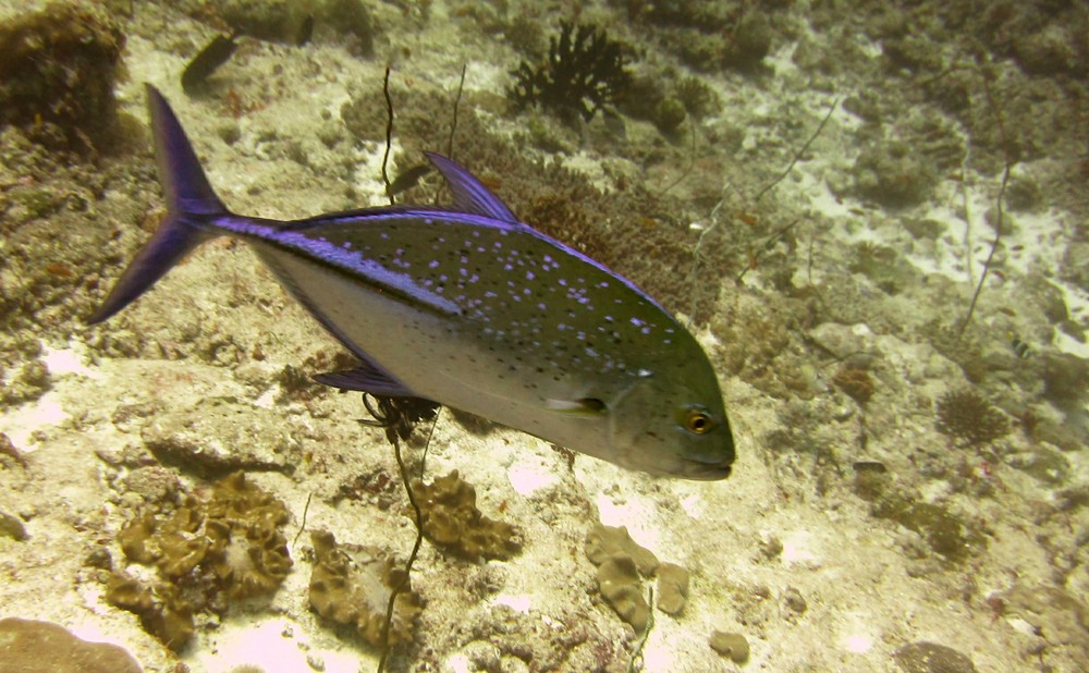 Jackfish or Bluefin Trevally (Caranx melampygus) at Himandoo Thila