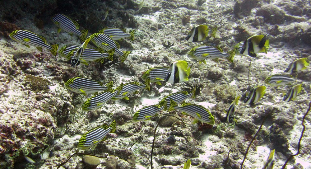 A mixed group of Oriental sweetlips (Plectorhinchus orientalis) and Masked bannerfish (Heniochus monoceros) shelter from the 
			 	current at Moofushi Kandu.
