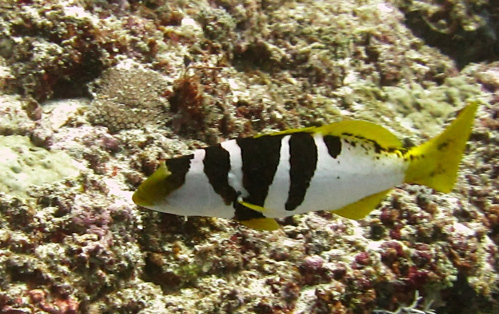 A Saddleback coral grouper (Plectroplomus laevis) at Kalu Giri.
