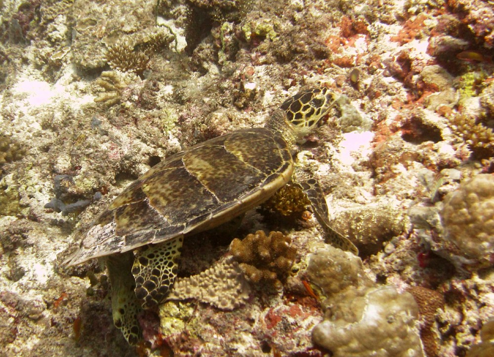 Another chewing away at the coral at Moofushi Kandu.