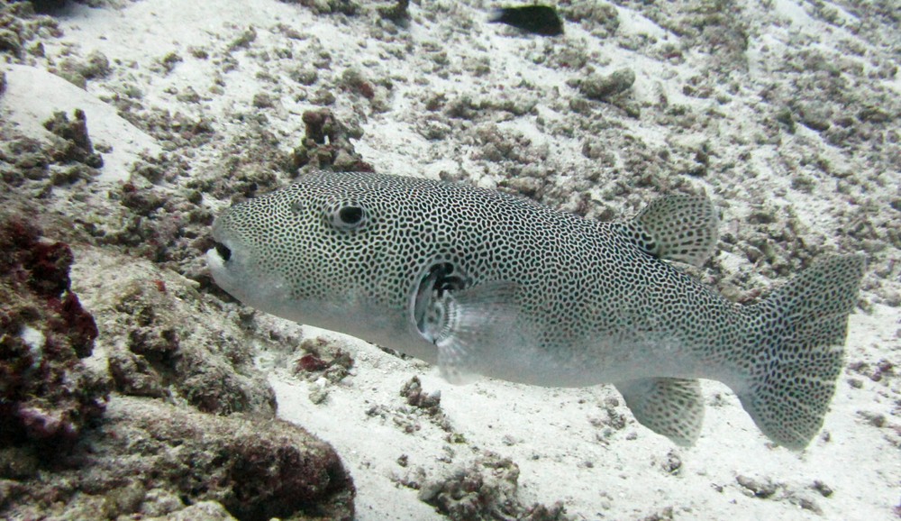 A big Star puffer (Arothron stellatus), nearly a metre long, at Kalu Giri.