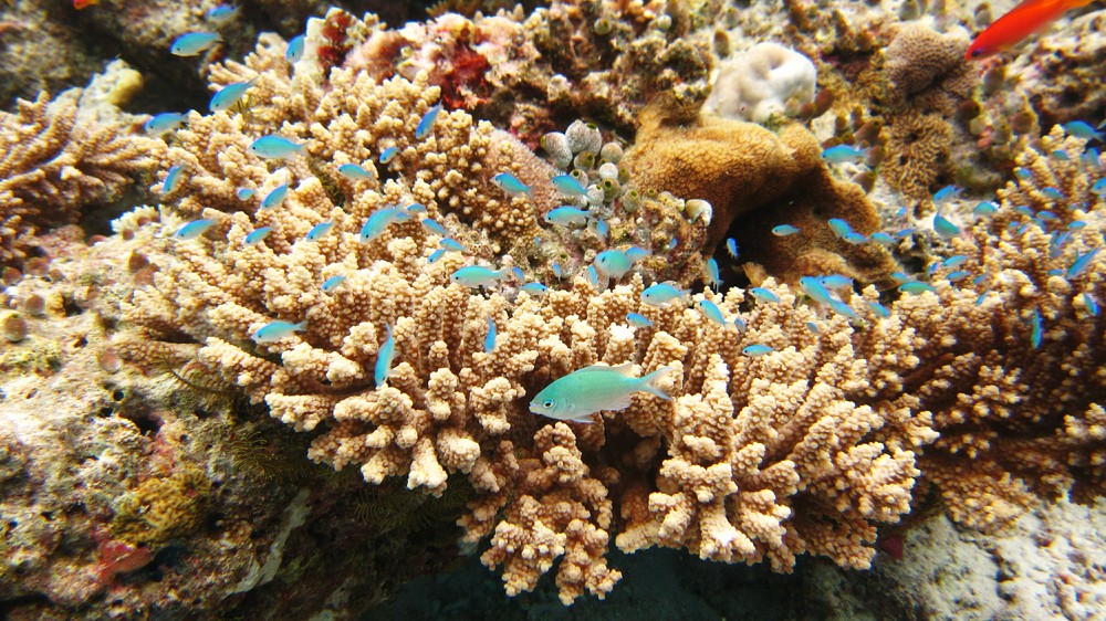 A group of Blue-green Chromis (Chromis viridis) hover above their branching coral at Kalu Giri, ready to duck down into it at 
					any hint of danger.