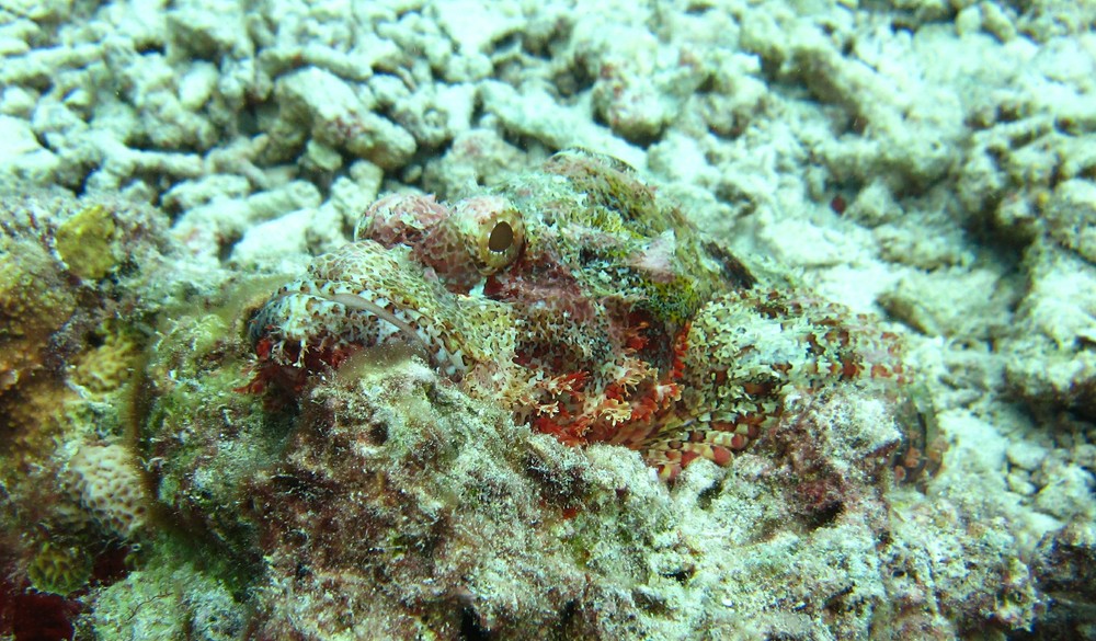 An incredibly-well camouflaged Tasselled Scorpionfish (Scorpaenopsis oxycephala) at Kalu Giri. Govinda had to point to it several 
					times before I could see it.