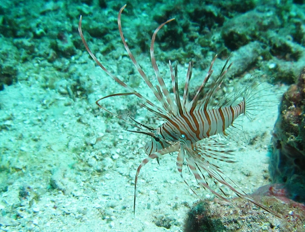 A tiny (body-length only 5cm), but beautiful Lionfish (Pterois volitans) at Kuda Miaru Thila.