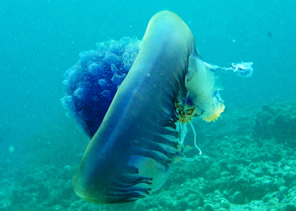 I think this is a Cauliflower jellyfish (Cephea cephea) floating in the water at Kuda Miaru Thila.