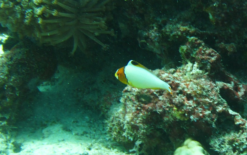 This is a juvenile Bicolor parrotfish (Cetoscarus bicolor) at Kuda Miaru Thila. It's only a few cm long now, but it'll grow to nearly a 
					metre.