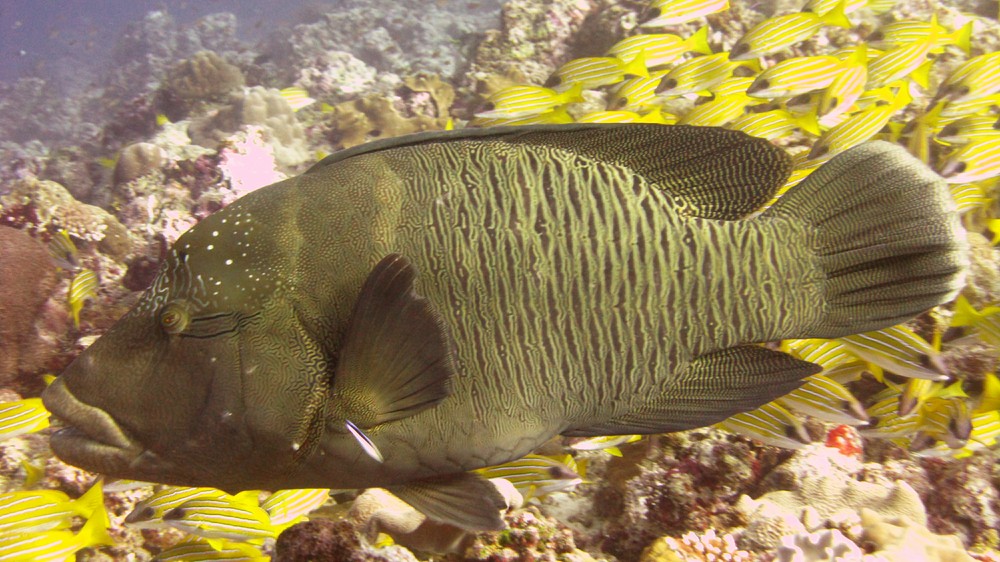 A good-sized Humphead or Napoleon Wrasse (Cheilinus undulatus), easily a metre long, at Panettone Manta Point.