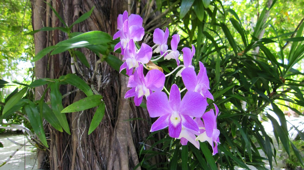 The gardening staff have planted orchids in coconut-shell halves tied to the tree trunks.