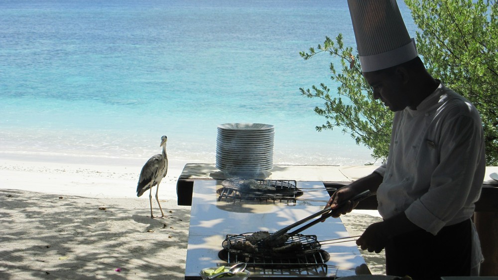 At lunchtime Aaron the heron begs for scraps of fresh fish from the bbq grill chef.