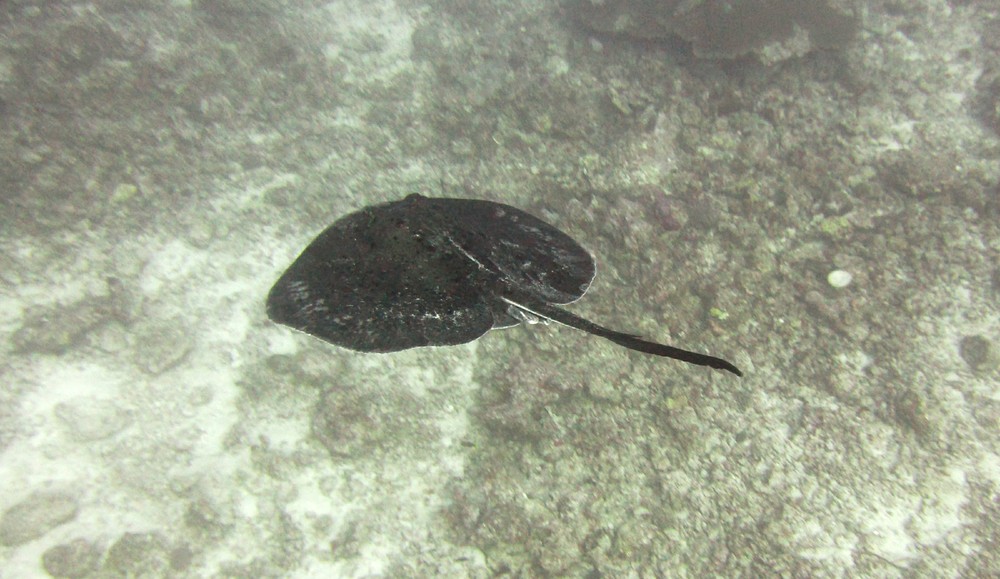A Stingray aka Giant reef ray (Taeniura melanospilos) flashes past me at Thudufushi Thila.
