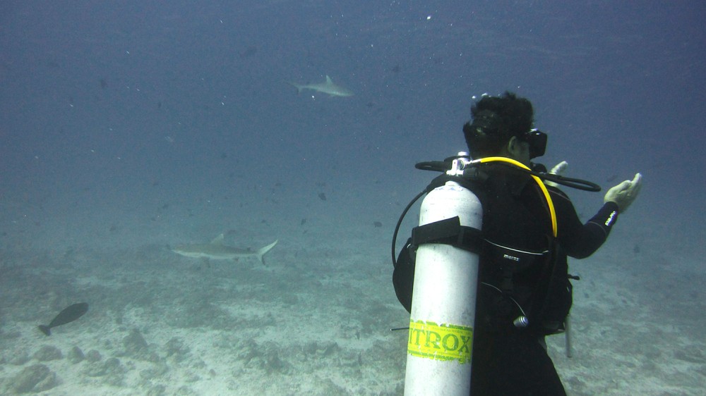 At Thudufushi Thila, dive leader Luca says 'we'll go that way', while a couple of Grey reef sharks swim past.