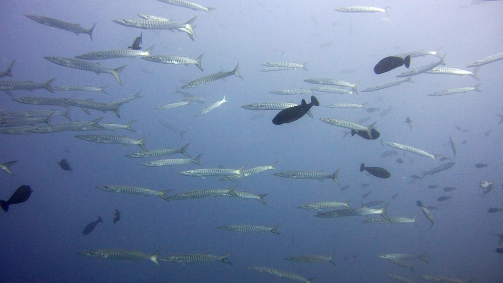 Part of an enormous wall of hundreds of Sawtooth barracuda (Sphyraena putnamiae) at Thudufushi Thila.