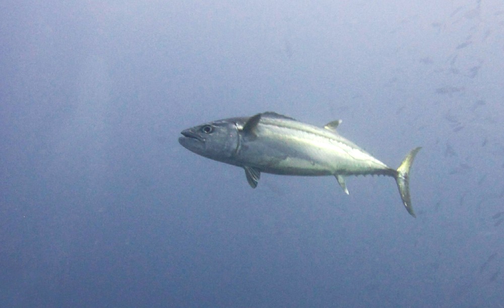 A big Dogtooth tuna (Gymnosarda unicolor) at Thudufushi Thila.