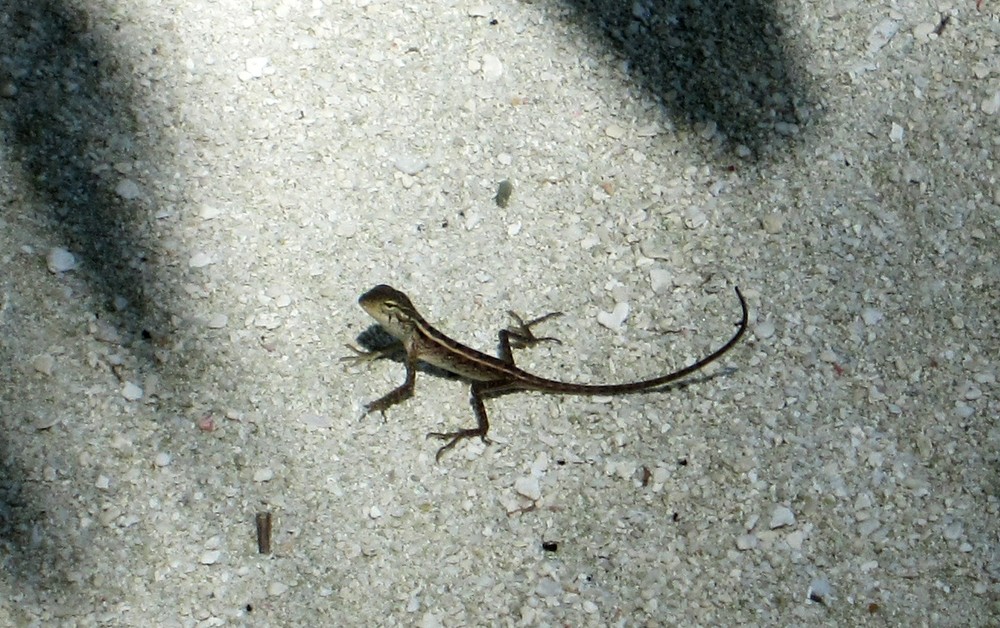 A tiny lizard on the sand outside our room looks at me suspiciously.