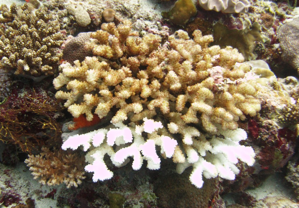 More dead, white, bleached coral at Himandhoo Kandu.