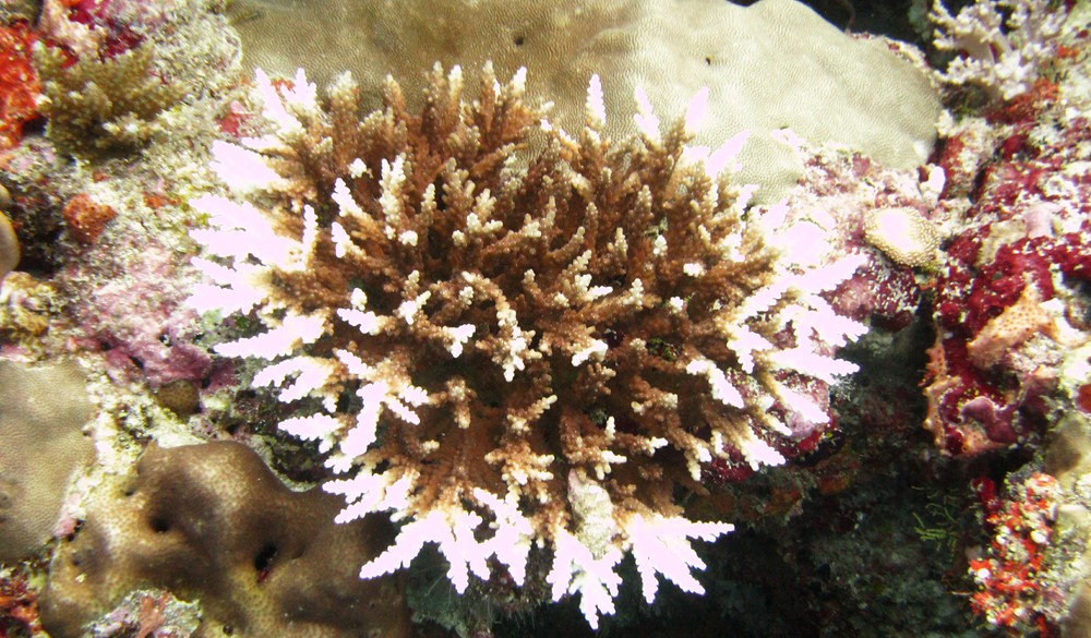 More evidence of coral bleaching - the dead white patches on this branching coral at Himandhoo Kandu.