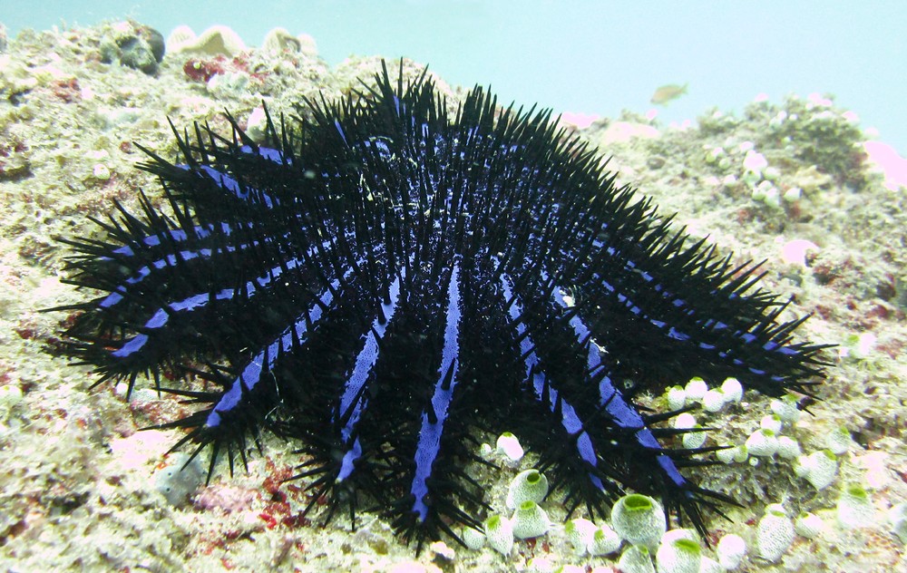 Next, the Bad. A Crown of Thorns starfish or seastar (COTS) (Acanthaster planci) with venomous spines on the reef near Fesdhoo Wreck. 
				Their population explosion this year has been immensely damaging as they destroy the coral.