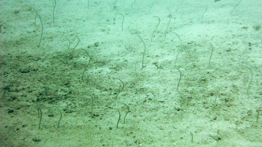 Part of a large group of Whitespotted Garden eels at 30 metres near the stern of the wreck.