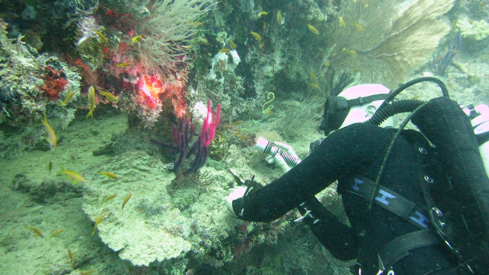 The wreck is thoroughly encrusted with all kinds of corals. The dive leader's torch brings out the true colours of the corals.