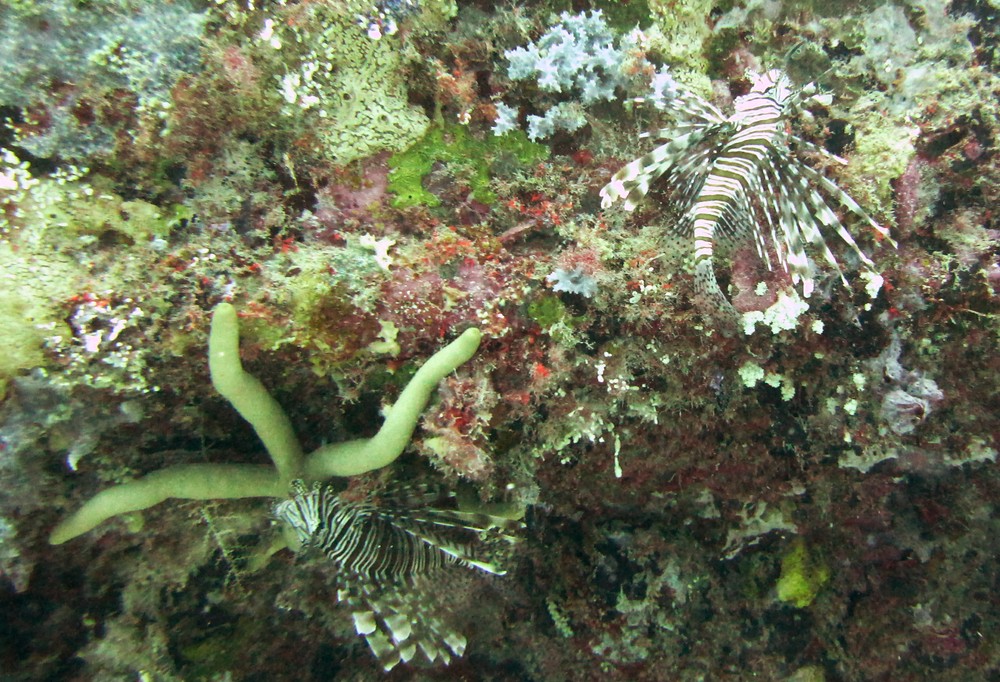 I think these two are Lionfish (Pterois miles) on the thoroughly coral-encrusted Fesdu Wreck.
