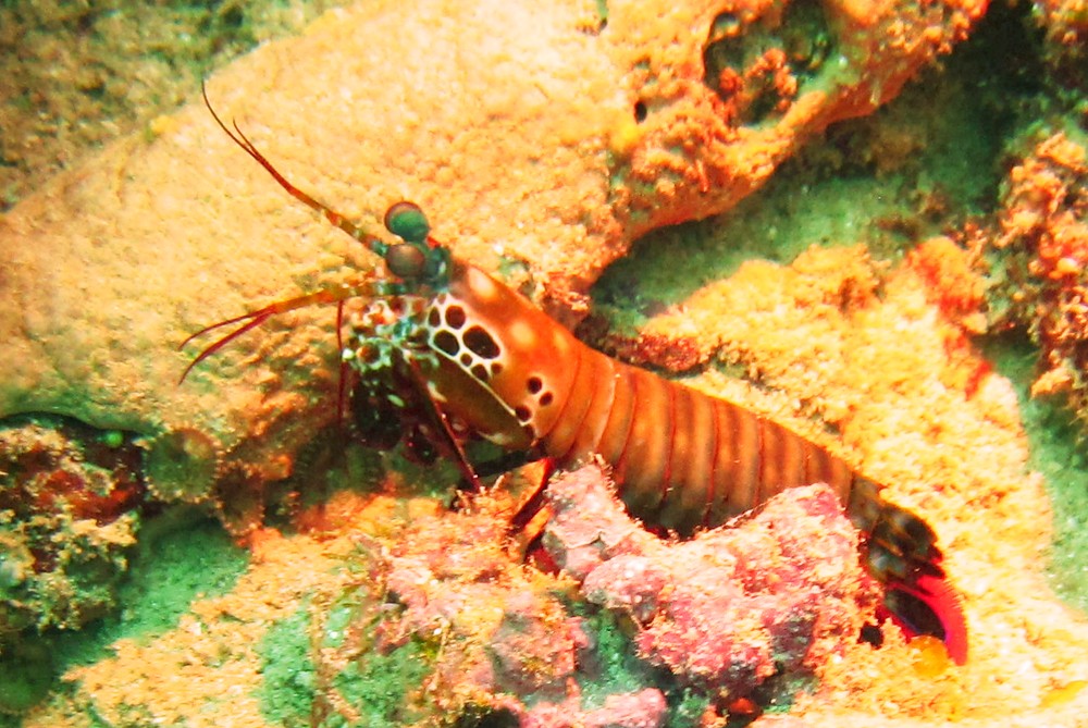 A Green Mantis shrimp <em>(Odontodactylus scyllarus)</em>, about 15cm long, caught in the light from somebody's torch 
				on the wreck.