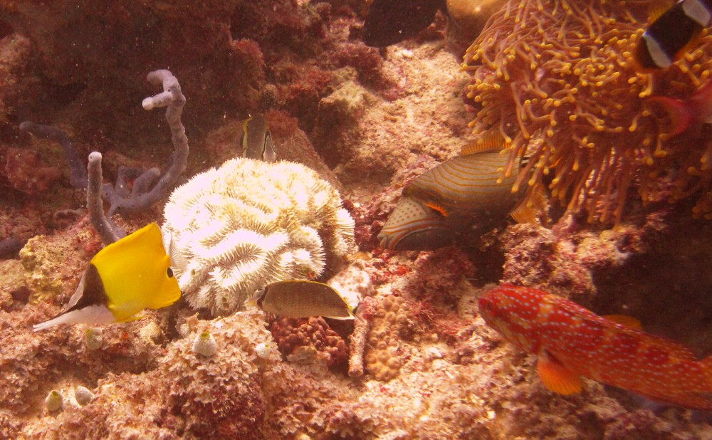 A pretty group of assorted fish near Fesdu wreck.