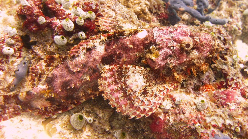 Another near Fesdu wreck. Its round black eye is towards the upper right, and its tail is at the bottom left.