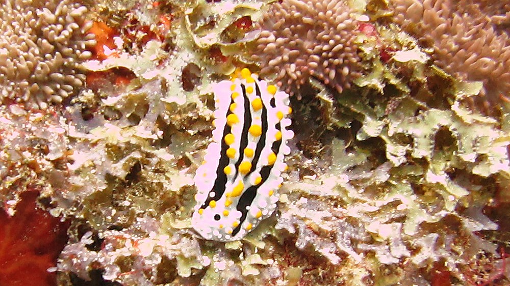 Now for some Nudibranchs (sea slugs), all just a few cms long. First, a relatively common Varicose 
				Phyllidia (Phyllidia varicosa) at Shark Thila.