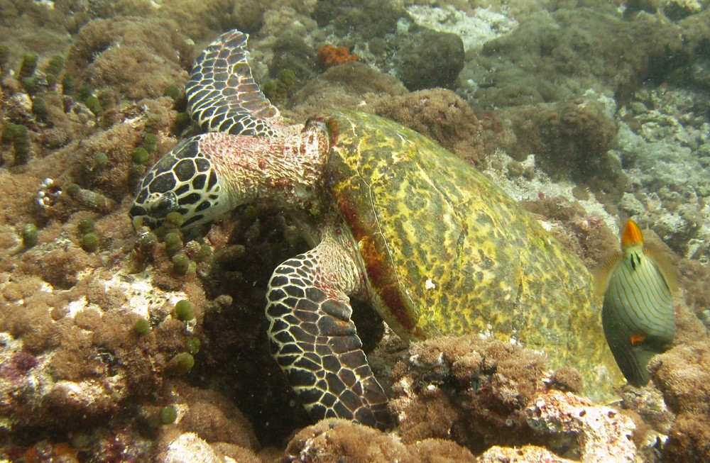 And an unconcerned Hawksbill turtle (Eretmochelys imbricata) ignores me and just keeps munching on the algae on the coral at 
				Shark Thila.