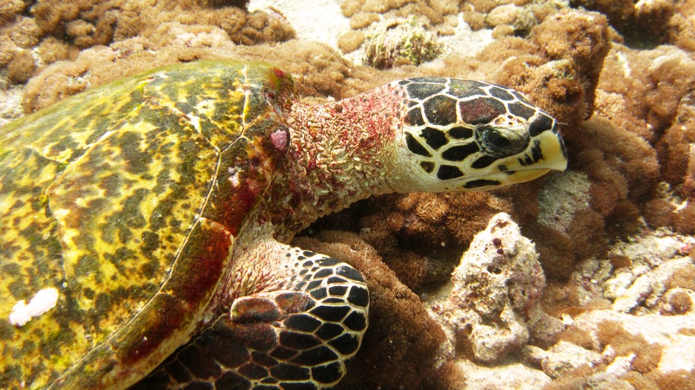 Smile for your close-up, Mr Turtle.