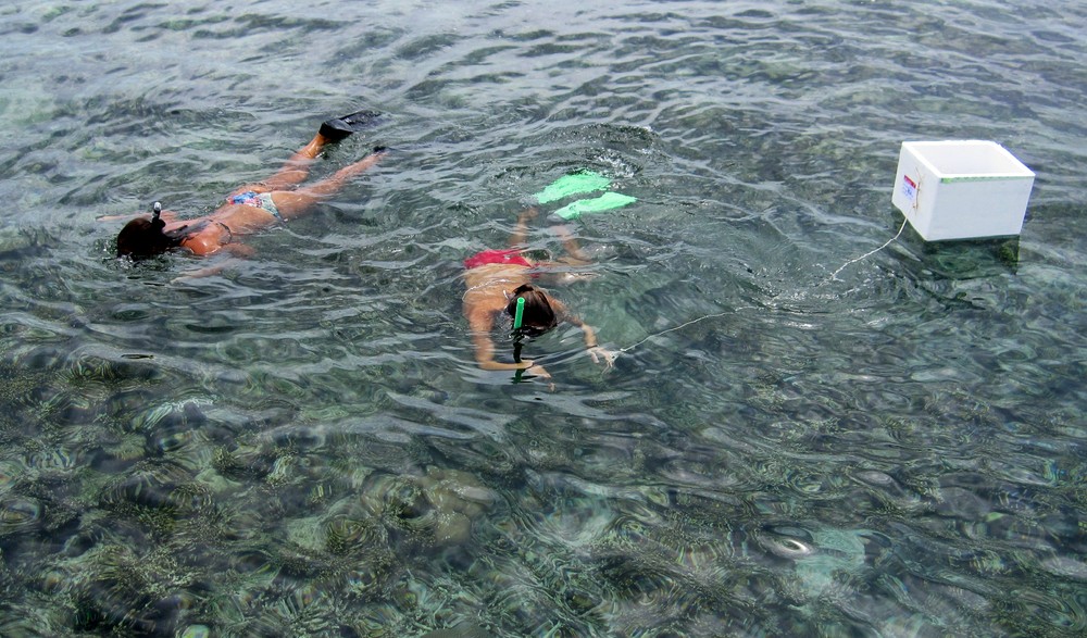 Fighting back against the COTS threat. Two of the water-sports staff on a COTS hunt next to the jetty on the house reef at 
				Athuruga. They are carrying long metal poles to lift COTS out off the reef and deposit them in the floating box. In 
				the 3 or 4 minutes I stood watching them, they captured two COTS within a few metres.