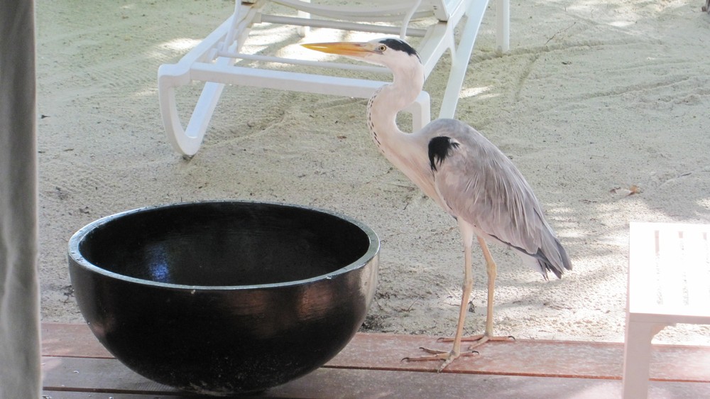 Aaron, the resident heron, drinks from our foot bowl.