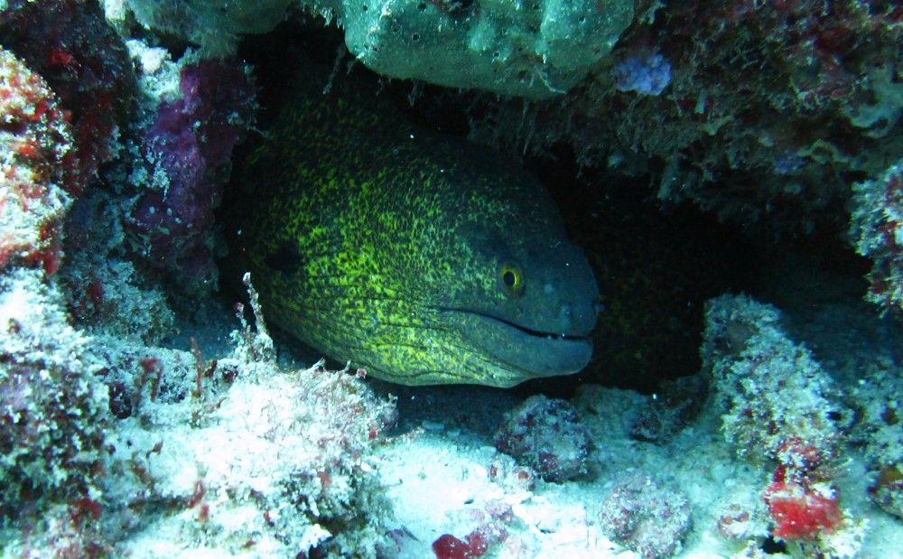 Yellow-margin moray (Gymnothorax flavimarginatus) at Thudufushi Thila.