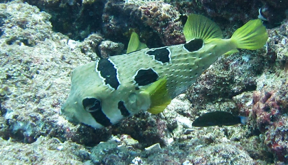 Porcupine fish (Diodon liturosus), with spines on its body to discourage predators at Thudufushi Thila.