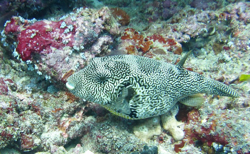 A Map puffer (Arothron mappa) with its distended yellow belly also at Thudufushi Thila.
