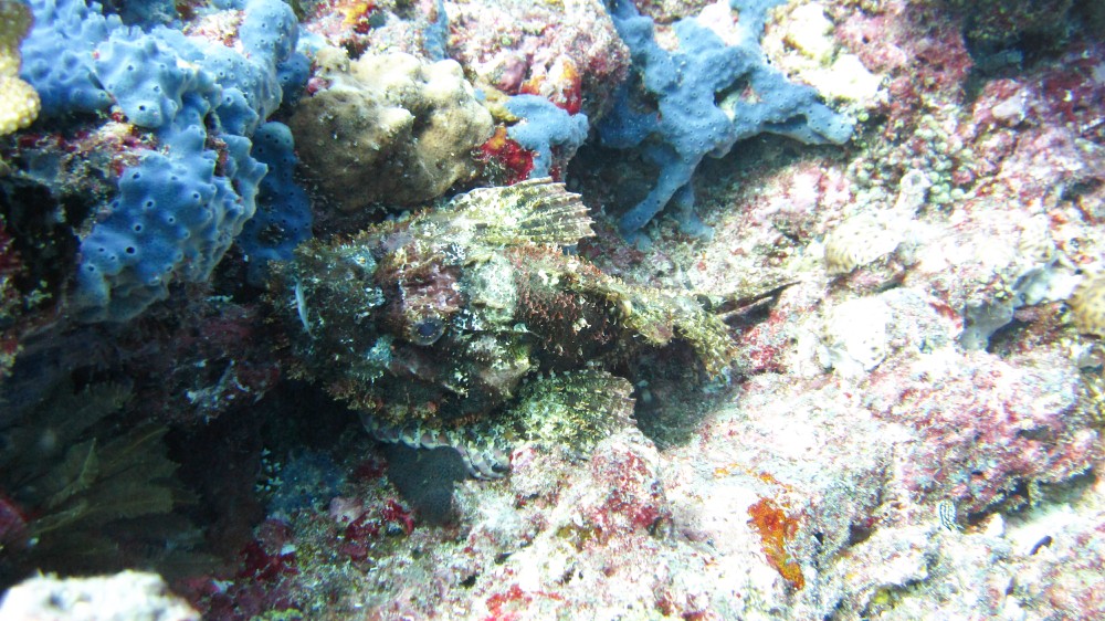 And another in amongst some pretty blue coral at Thudufushi Thila.