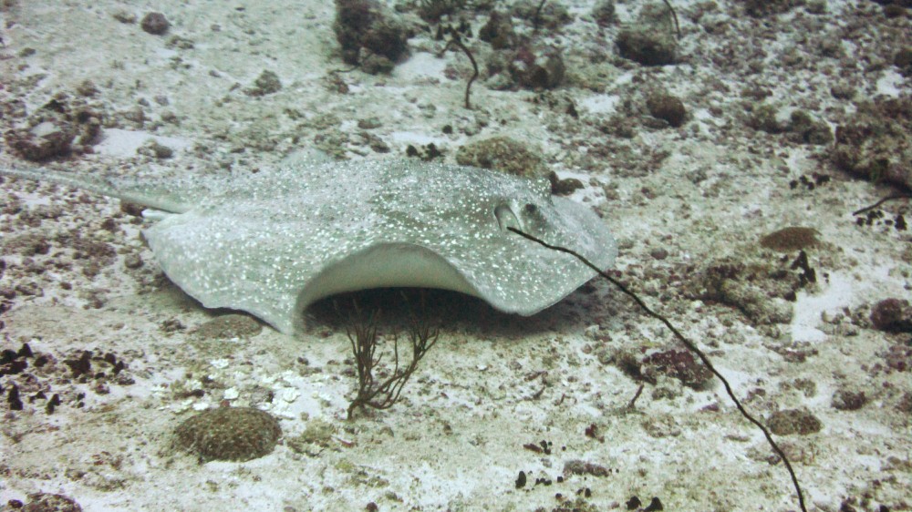 And another Good - a Stingray or Giant Reef ray (Taeniura melanospila) at Moofushi Kandu.